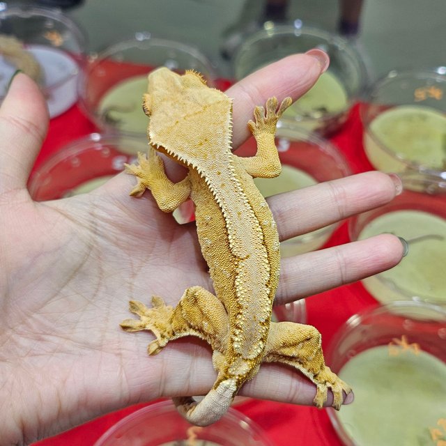 크림시클 옐로우