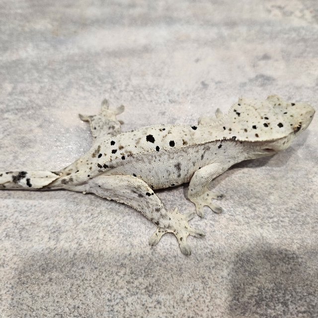 슈퍼달마시안 달마시안 화이트