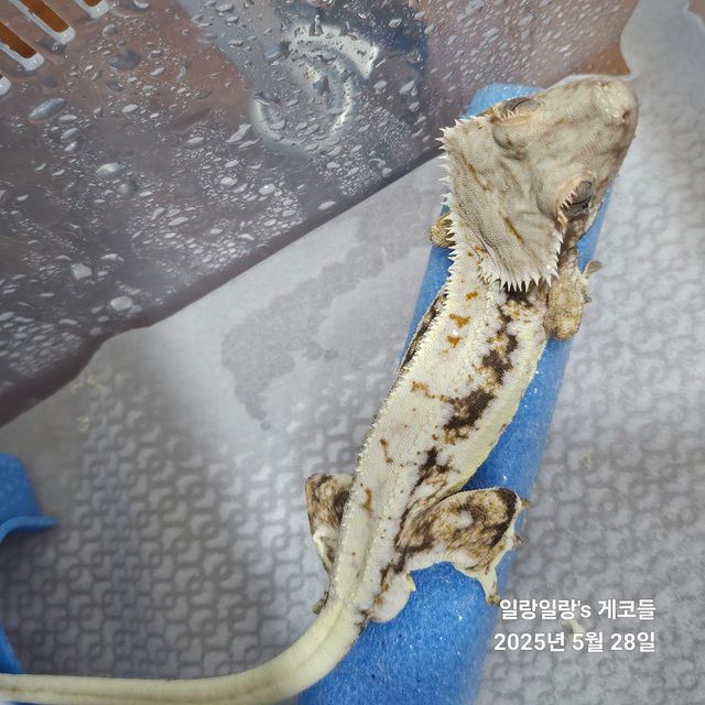 릴리100%헷아잔틱