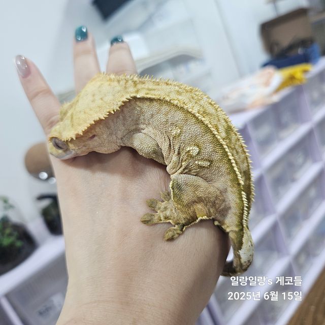 크림시클