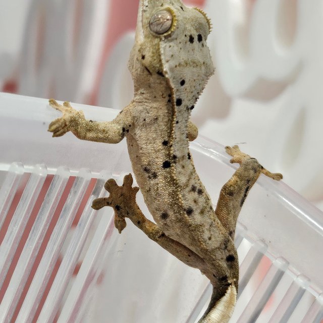 슈퍼달마시안 화이트