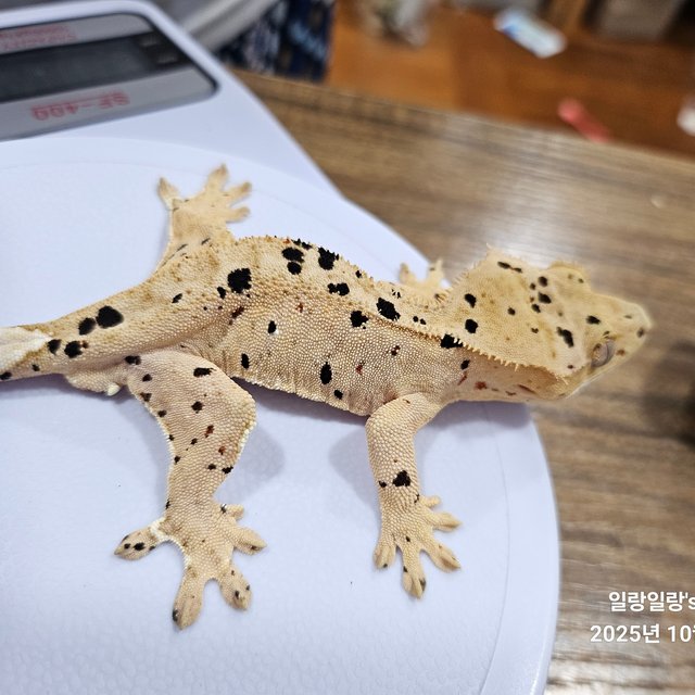 슈퍼달마시안 달마시안