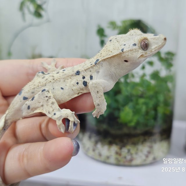 슈퍼달마시안 달마시안 화이트