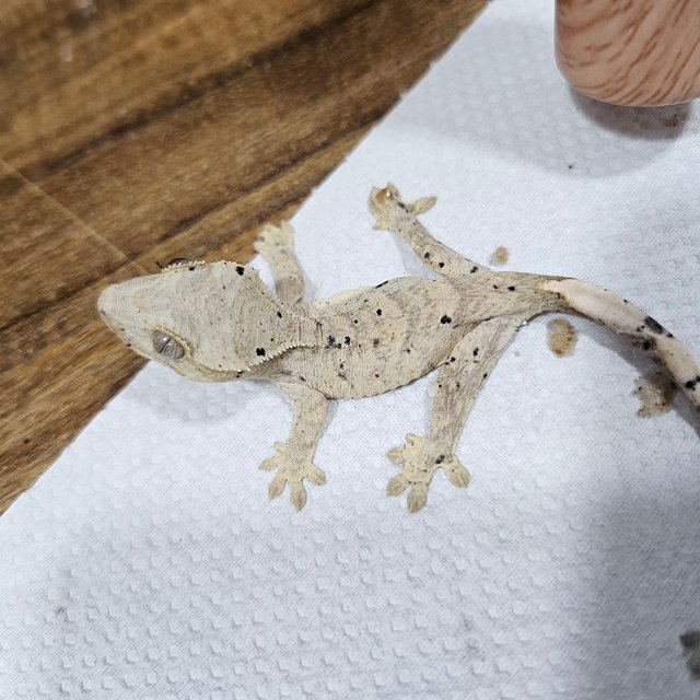 슈퍼달마시안 달마시안