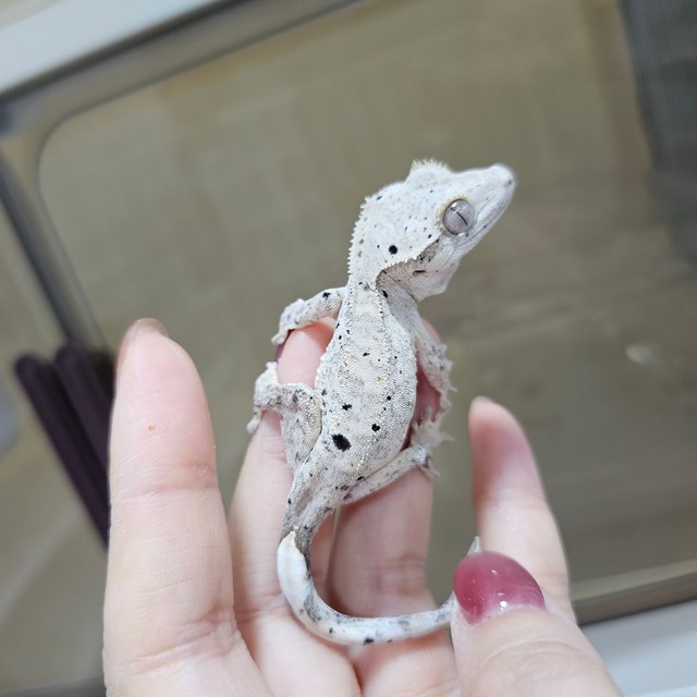 슈퍼달마시안 달마시안