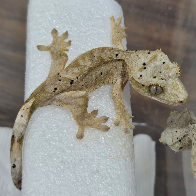 슈퍼달마시안 달마시안