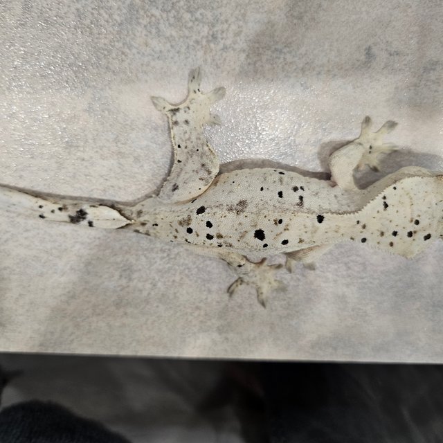 슈퍼달마시안 달마시안 화이트