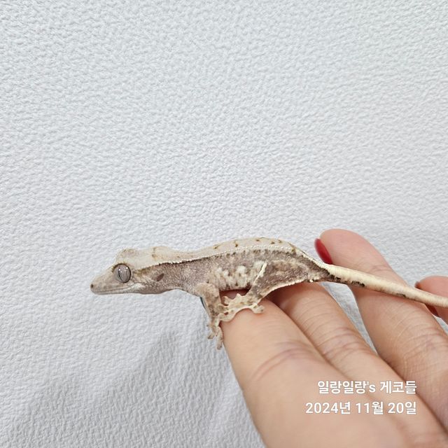 릴리화이트