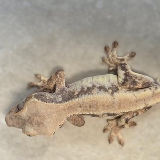 릴리화이트 드리피