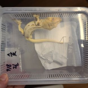 푸딩