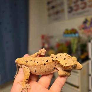 슈퍼달마시안