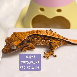 노멀 화이트스팟