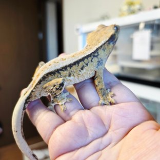 노멀 핀스트라이프 화이트핀 드리피