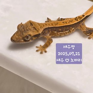 노멀 화이트포트홀 화이트스팟