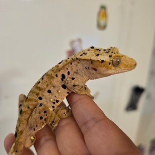 달마시안 슈퍼달마시안