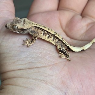 노멀 화이트포트홀 화이트스팟