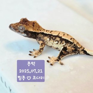 콩떡