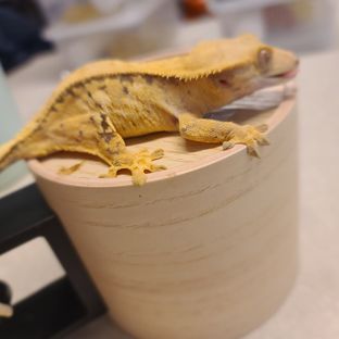골디