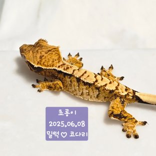 노멀 화이트스팟