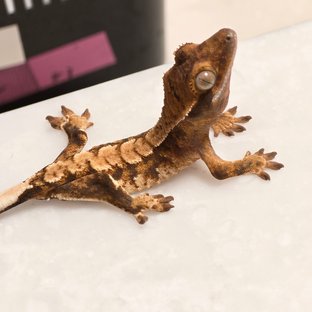 노멀 화이트스팟