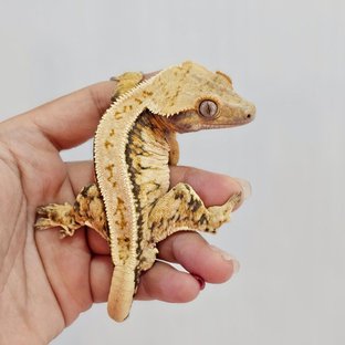 노마리