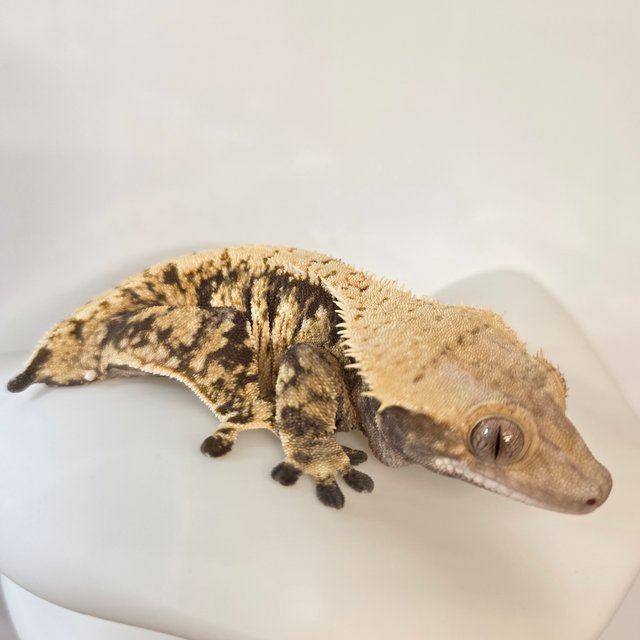 노멀 핀스트라이프