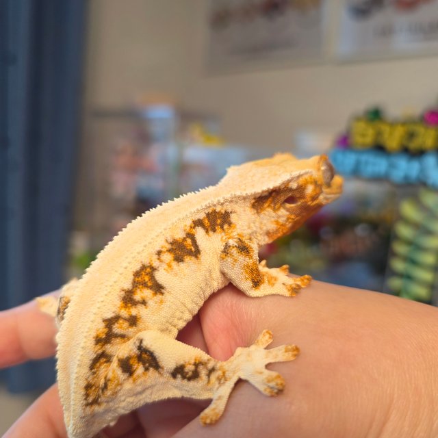 릴리화이트 드리피 솔리드백