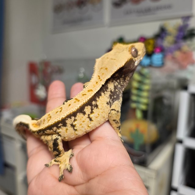 노멀 화이트스팟 핀스트라이프 풀핀