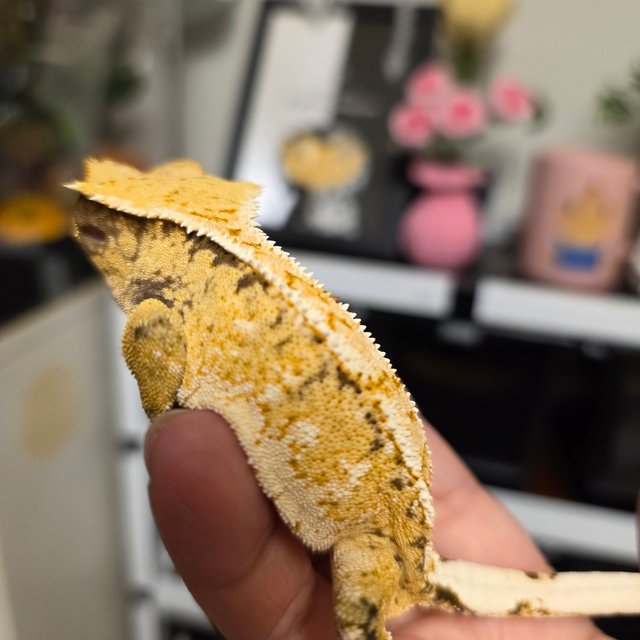 노멀 화이트핀 드리피 화이트스팟