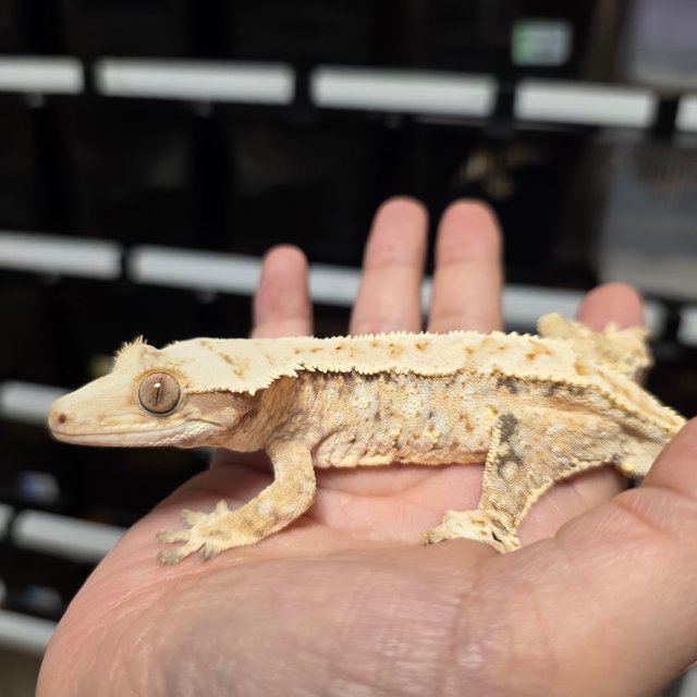 노멀 화이트핀 화이트스팟