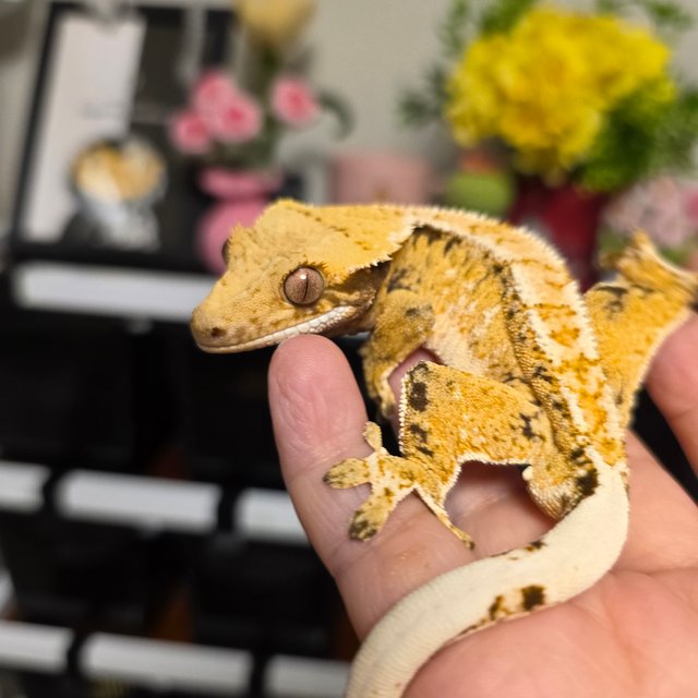 노멀 화이트핀 드리피 화이트스팟