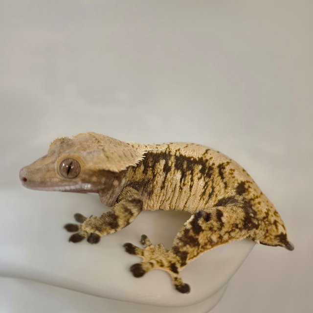 노멀 핀스트라이프