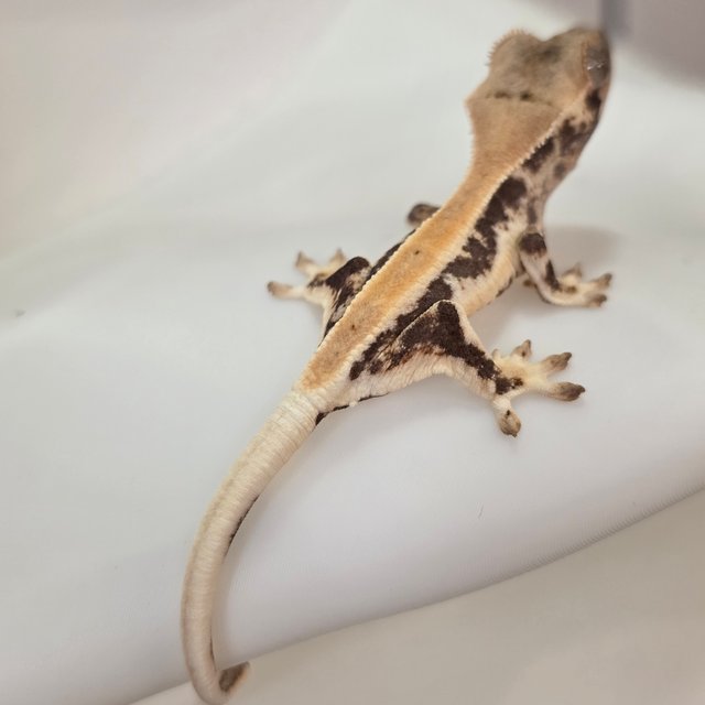 릴리화이트 드리피