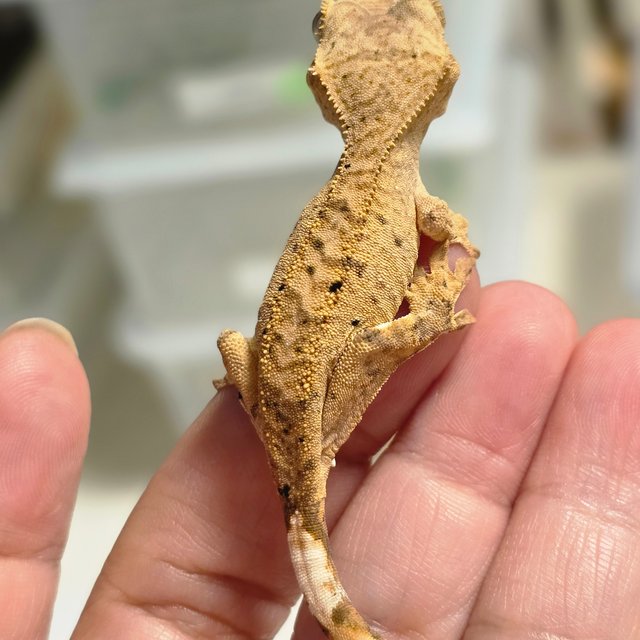 달마시안 슈퍼달마시안