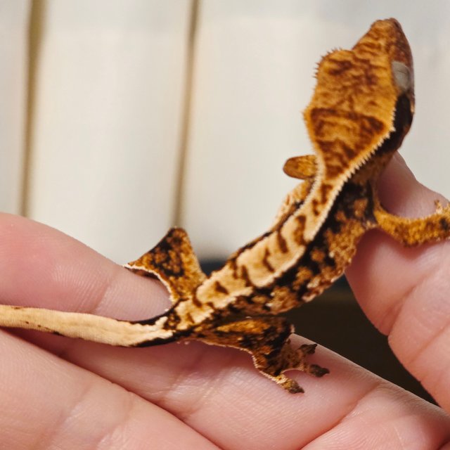 노멀 화이트크라운 화이트포트홀 화이트스팟