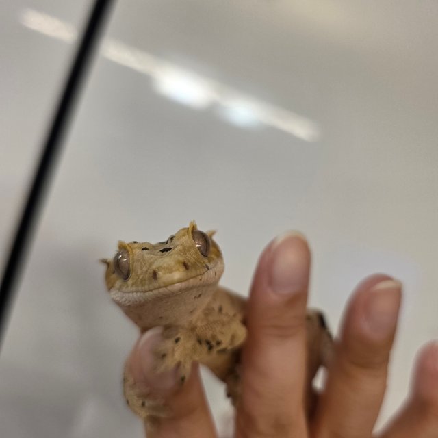 달마시안 슈퍼달마시안