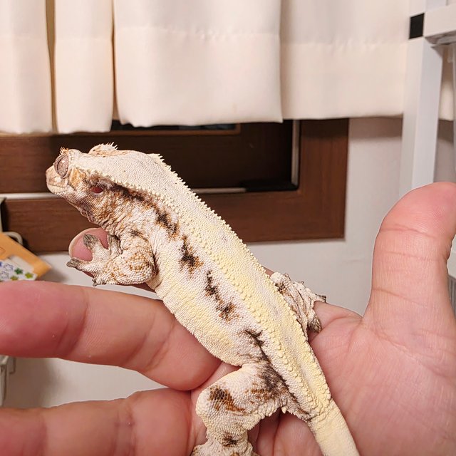 릴리 세이블 드리피