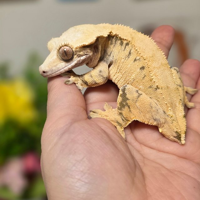 노멀 핀스트라이프 화이트스팟