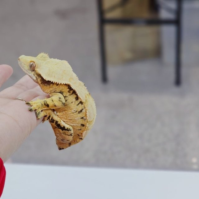 노멀 핀스트라이프 화이트스팟