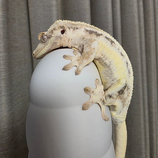 릴리화이트