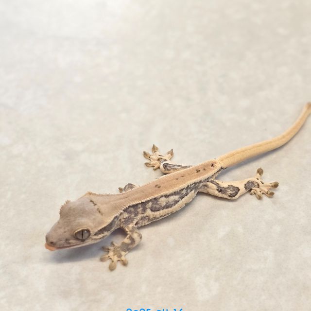릴리화이트
