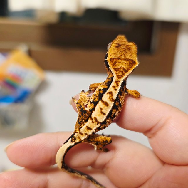 노멀 화이트크라운 화이트포트홀 화이트스팟