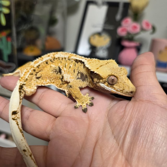 노멀 화이트핀 드리피 화이트스팟