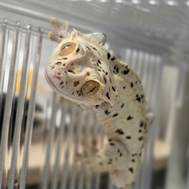 달마시안 슈퍼달마시안