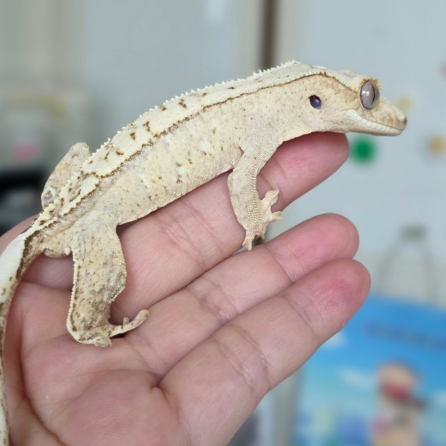 노멀 크림