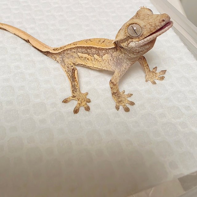 노멀 쿼드 풀핀