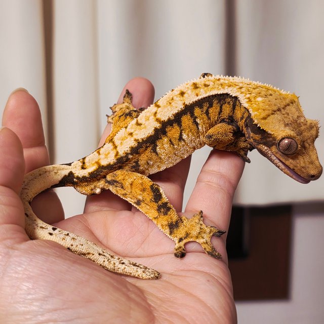 노멀 화이트포트홀 화이트스팟 화이트크라운