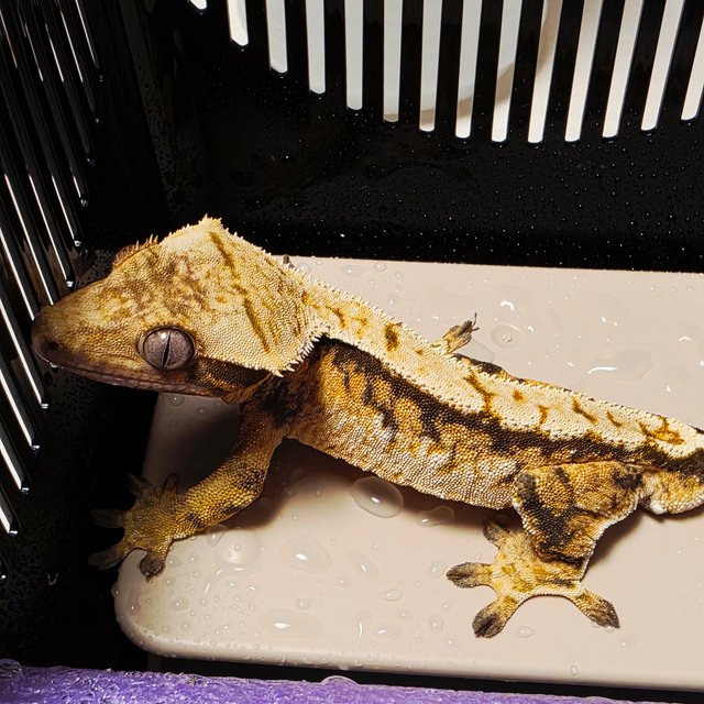 노멀 화이트스팟 핀스트라이프 화이트핀 화이트포트홀