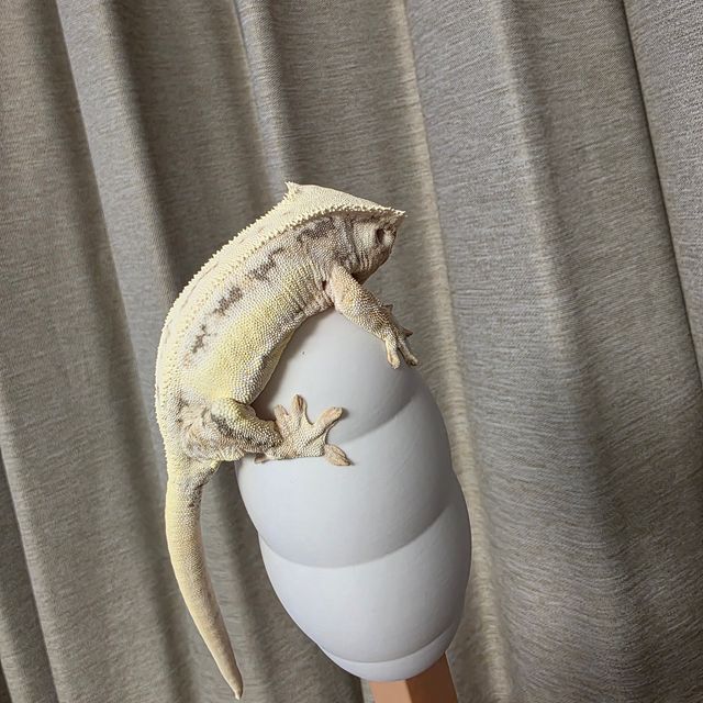 릴리화이트