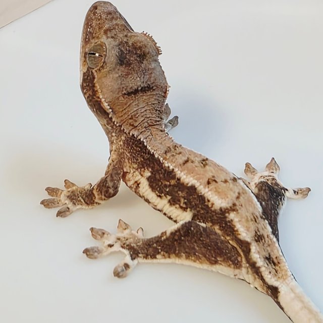 릴리화이트 드리피